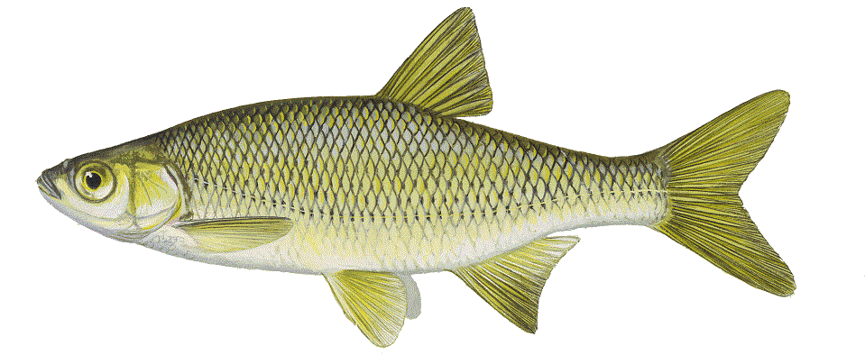 Game and Bait Fish — Hilltop Hatcheries